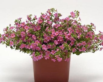Bacopa-Pink     10 Seed pack