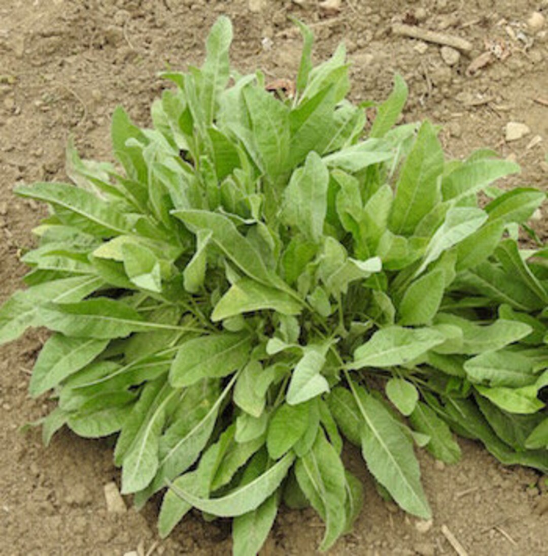 Costmary Also Known as Alecost - Etsy