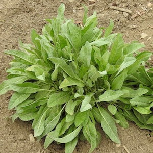 May include: A close-up of a cluster of green leafy plants growing in the ground. The leaves are long and narrow, with a slightly toothed edge.