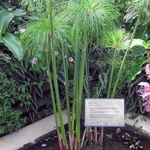 Cyperus Papyrus image 3