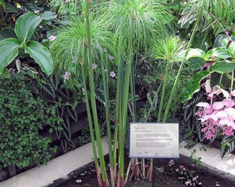 Cyperus Papyrus image 3