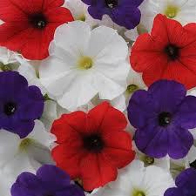 DeesSeeds Petunia Easy Wave - Thumbnail 4