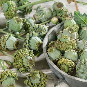 Papaver, Hens and Chicks