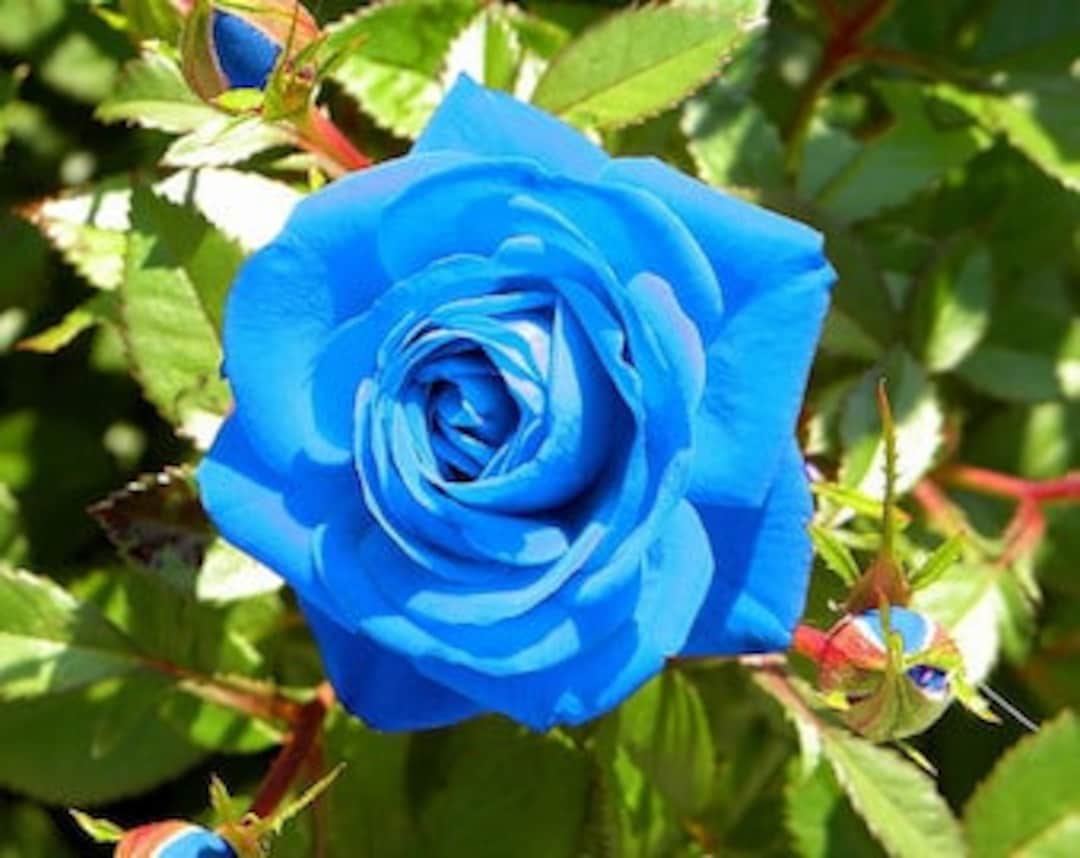 Light Blue Rose Seeds - Etsy