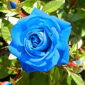 Light Blue Rose Seeds - Etsy