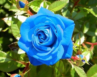 画材 BLUE ROSE il_340x270.3999958951_ml7n.jpg