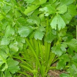 May include: A close-up of a celery plant growing in the ground. The celery stalks are green and have a smooth texture. The leaves are also green and have a feathery texture.