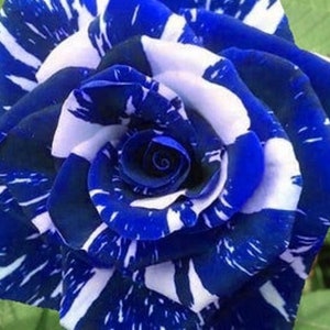 May include: A close-up of a blue and white rose. The rose petals are a deep blue color with white streaks and markings. The flower is in full bloom, with the petals tightly curled around the center.
