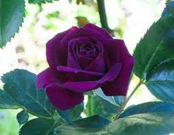Royal Dark Purple Rose Seeds 8 Seed Pack - Etsy