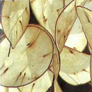 May include: A collection of dried, light brown, round, and oval leaves with a translucent, paper-like texture. The leaves have a delicate, natural pattern and are arranged in a random pattern.