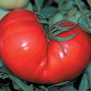 May include: A large, bright red tomato with a unique heart shape. The tomato is attached to a green vine and has a glossy, smooth surface.
