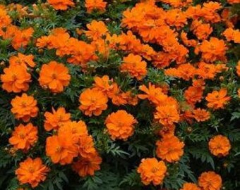 Mandarin Cosmos Flower Seeds, Heirloom Non GMO, 25+ Seeds