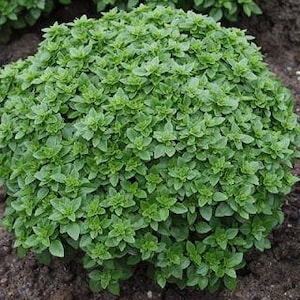 May include: A lush green bush of basil plants growing in the ground.