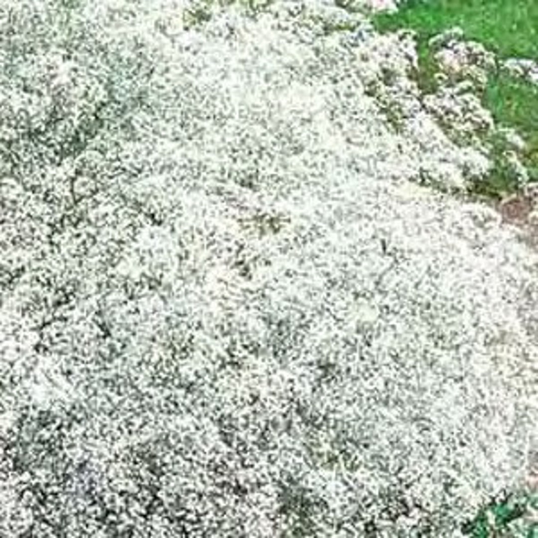 Gypsophila Babys' Breath Paniculata Double Snow Flake Etsy