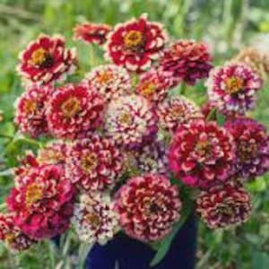 May include: A bouquet of red and white zinnia flowers with yellow centers. The flowers have a speckled pattern.