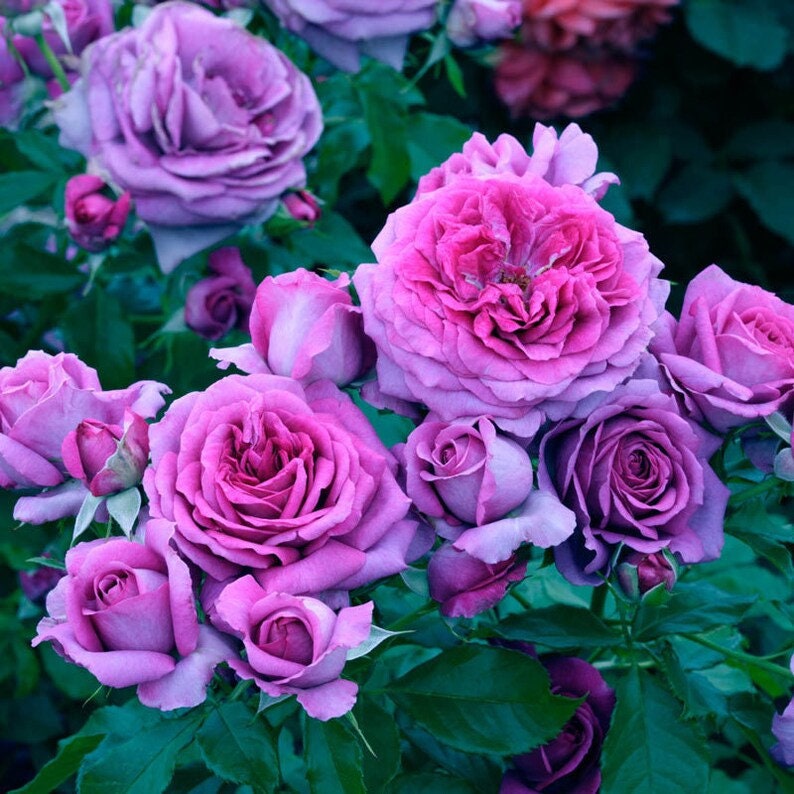 Sweet Madam Blue Rose Bush Seeds Etsy