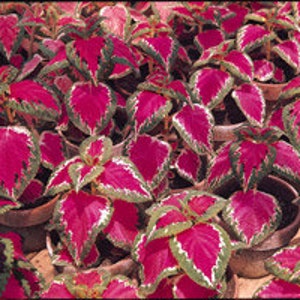 May include: A group of potted plants with vibrant red and green leaves. The leaves have a unique, variegated pattern.
