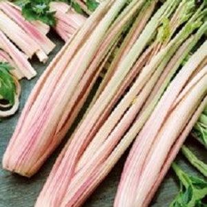 May include: Close-up of three bundles of celery stalks with pink and green coloring. The celery stalks are bundled together and have a fresh, vibrant appearance.