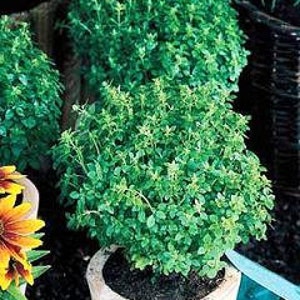 May include: A potted green basil plant with lush foliage. The plant is in a terracotta pot and is surrounded by dark brown soil.