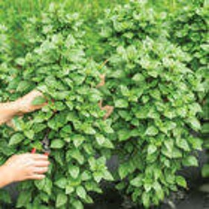 May include: A person's hands are shown pruning a row of green leafy plants. The plants are growing in a garden setting.