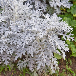 May include: A close-up of a silver-grey plant with delicate, lacy leaves. The plant is growing in a garden setting.