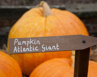 Pumpkin, Dills Atlantic Giant