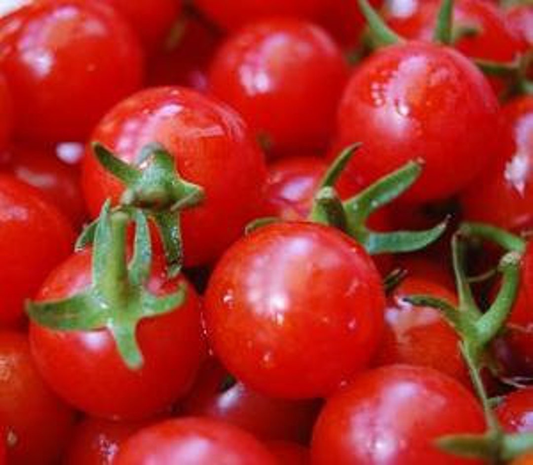 Tomato, Window Box Globe Etsy