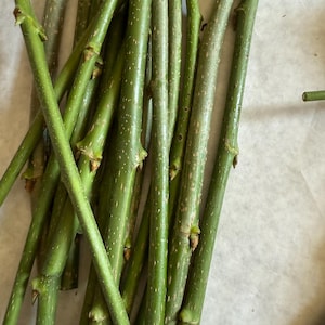 Lot 11 Pakistan mulberry cuttings organic sweet 6-8” for grafting & root (No Root)