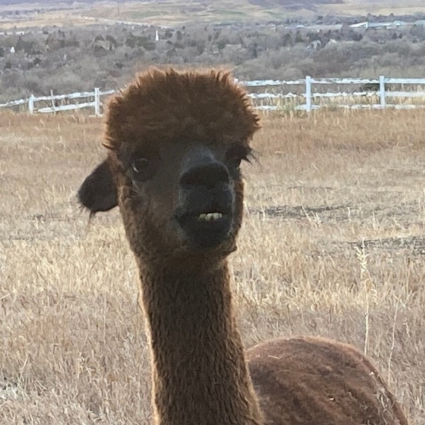 Chocolate brown raw alpaca fleece - sold by the pound