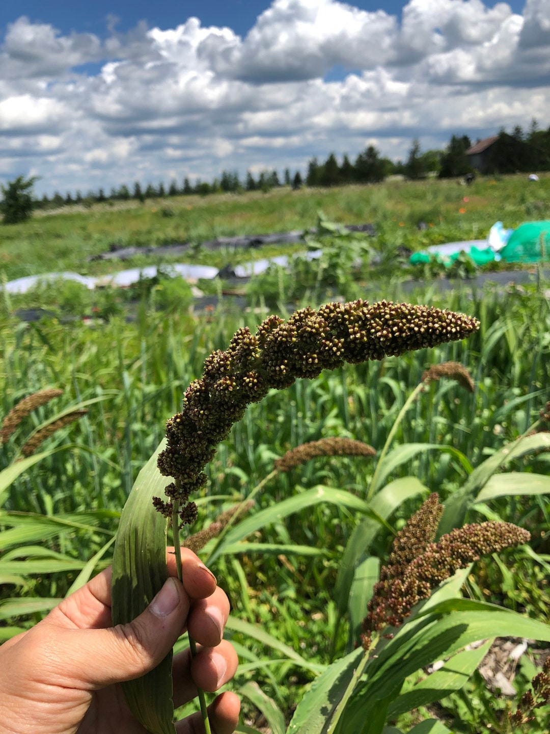 MILLET for Birds SEEDS Etsy Canada