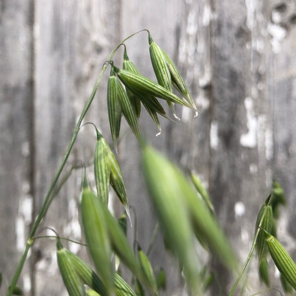 OATS Avena Sativa SEEDS