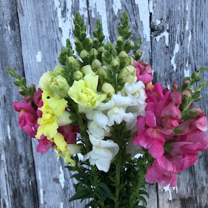 SNAPDRAGON mix SEEDS