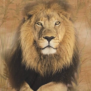 May include: A close-up portrait of a lion with a thick mane of brown and black fur. The lion has a serious expression and piercing yellow eyes. The background is a blurred image of tall grass.