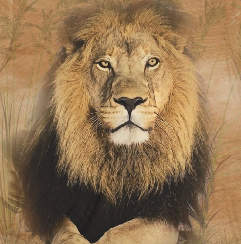 May include: A close-up portrait of a lion with a thick mane of brown and black fur. The lion has a serious expression and piercing yellow eyes. The background is a blurred image of tall grass.