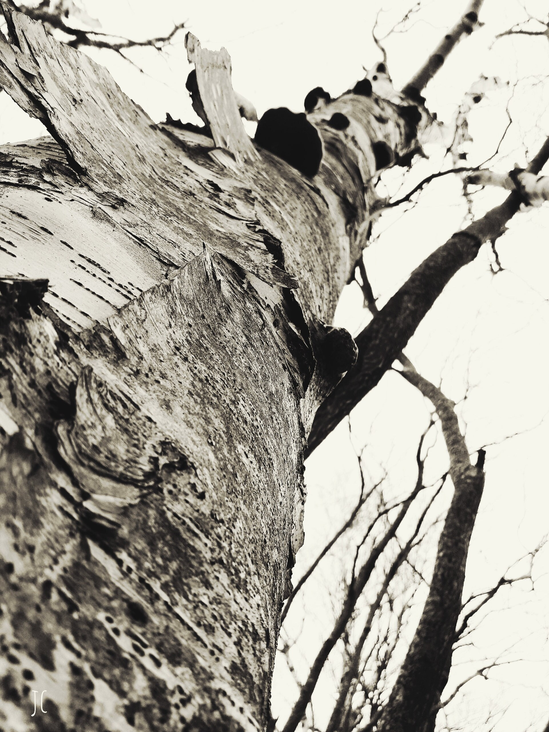 Photography Prints Scenic Digital Download Tree in Perspective in PEI