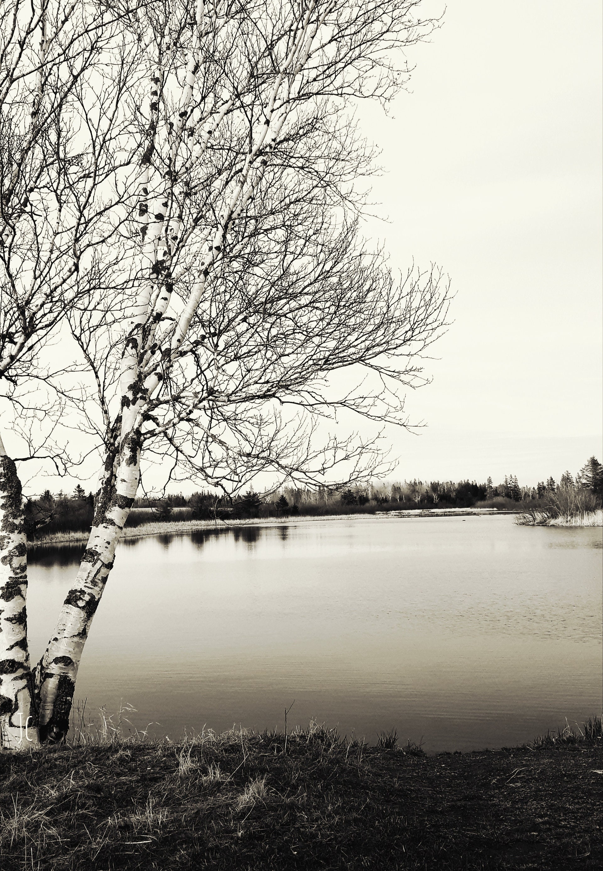 Photography Prints Scenic Digital Download Tree in Perspective in PEI