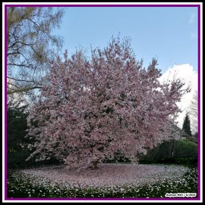 Spring tree