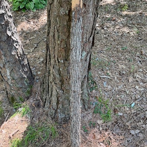 May include: A long, cylindrical wooden walking stick with a rough, textured bark exterior. The top section of the stick is stripped of its bark, revealing a smooth, light-colored wood surface, while the remainder retains its natural brown bark.