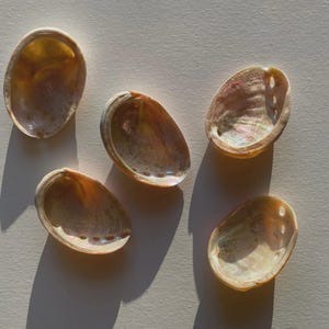 May include: Five iridescent abalone shells with a pearlescent sheen are arranged on a light-colored surface. The shells display a range of colors, including gold, pink, and purple, with a smooth, polished interior.