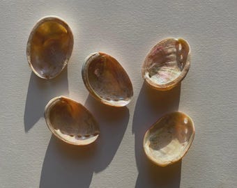Abalone Sea Shells