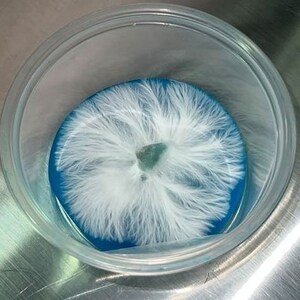 Sterile agar made with potato extract, lab grade yeast extract, a blend sugars, and optional antibiotics. Tested to produce potent, vigorous, and strong growth for mushroom mycelium. Psychedelic rhizomorphic growth spiral patterns on agar is normal!