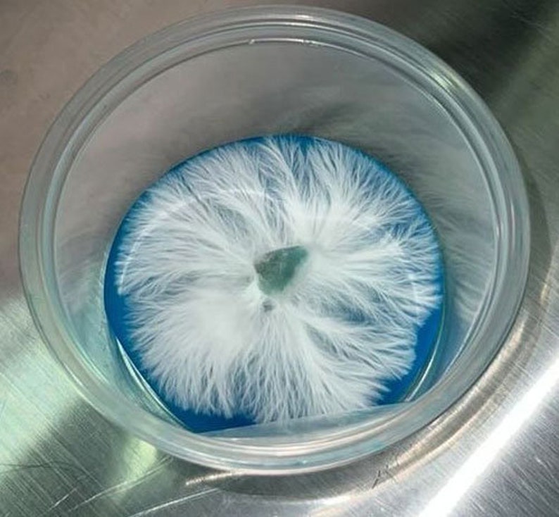 Sterile agar made with potato extract, lab grade yeast extract, a blend sugars, and optional antibiotics. Tested to produce potent, vigorous, and strong growth for mushroom mycelium. Psychedelic rhizomorphic growth spiral patterns on agar is normal!