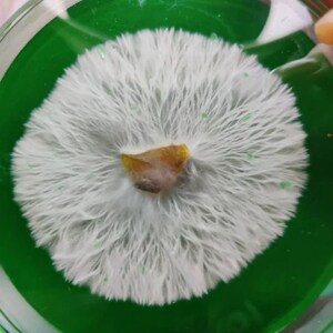 Sterile agar made with potato extract, lab grade yeast extract, a blend sugars, and optional antibiotics. Tested to produce potent, vigorous, and strong growth for mushroom mycelium. Psychedelic rhizomorphic growth spiral patterns on agar is normal!