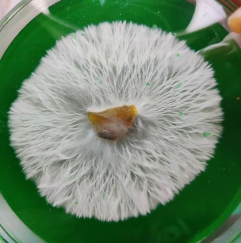 Sterile agar made with potato extract, lab grade yeast extract, a blend sugars, and optional antibiotics. Tested to produce potent, vigorous, and strong growth for mushroom mycelium. Psychedelic rhizomorphic growth spiral patterns on agar is normal!