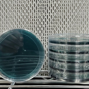 May include: A stack of clear plastic petri dishes with a teal colored agar inside. One petri dish is laying flat on a metal surface.