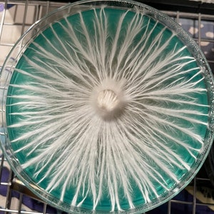 Vasos de agar coloreado PDYA / 70 mm, paquete de 100 imagen 4