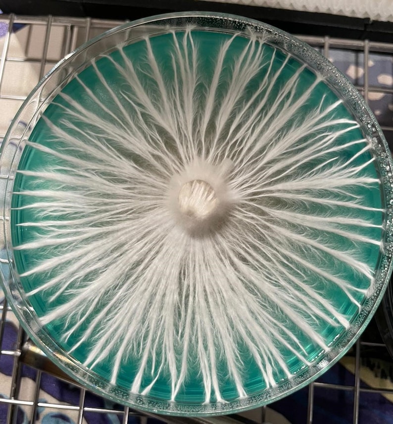 Vasos de agar coloreado PDYA / 70 mm, paquete de 100 imagen 4