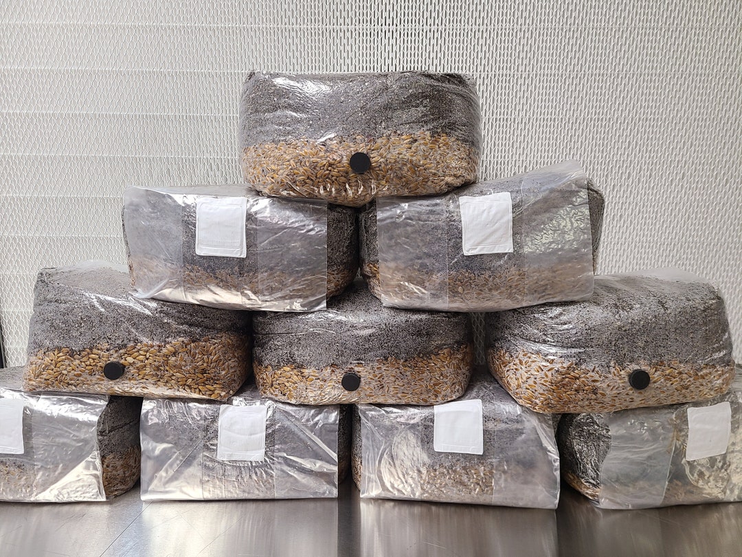 TEN 5lb All in One Mushroom Growing Bags Discounted Listing Etsy