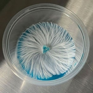 Sterile agar made with potato extract, lab grade yeast extract, a blend sugars, and optional antibiotics. Tested to produce potent, vigorous, and strong growth for mushroom mycelium. Psychedelic rhizomorphic growth spiral patterns on agar is normal!