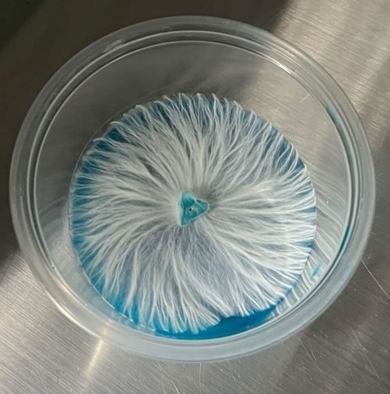 Sterile agar made with potato extract, lab grade yeast extract, a blend sugars, and optional antibiotics. Tested to produce potent, vigorous, and strong growth for mushroom mycelium. Psychedelic rhizomorphic growth spiral patterns on agar is normal!
